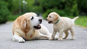 dog siting with its mother
